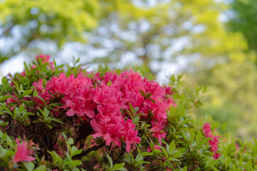 東京都文京区根津に咲く満開のツヅジ