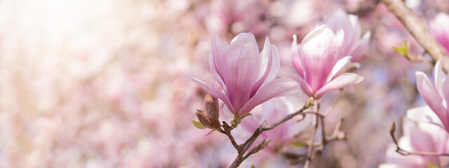 Flowers tress background banner panorama - Beautiful close up of blooming magnolia branch in spring.