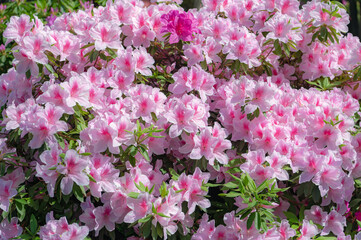 東京都文京区根津に咲く満開のツヅジ