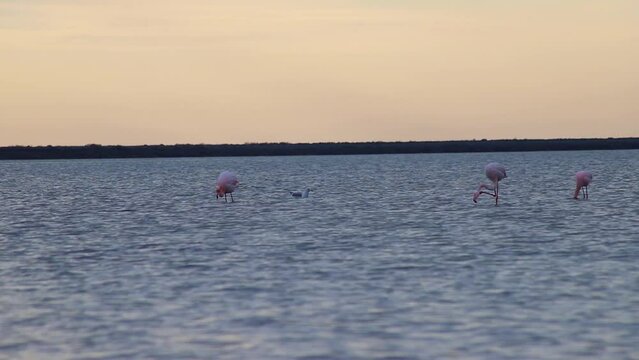 Pink flamingos at Etang de Vic in  Villeneuve-ls-Maguelone South France
Birds Wildlife Pink flamingos population in southern Europe