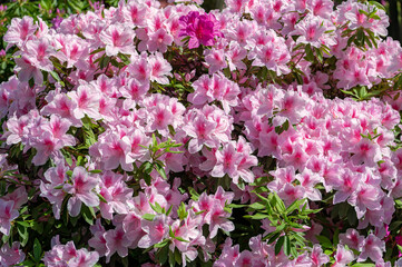 東京都文京区根津に咲く満開のツヅジ