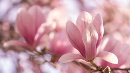 Flowers tress background banner panorama - Beautiful close up of blooming magnolia branch in spring.