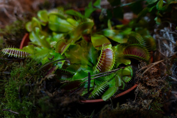 Exotic carnivorous plant, Venus flytrap, needle-like-teeth (Dionaea muscipula). Selective focus.