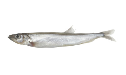 Capelin or caplin fish isolated on white background	
