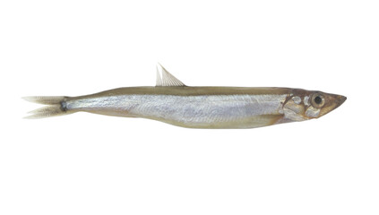 Capelin fish isolated on white