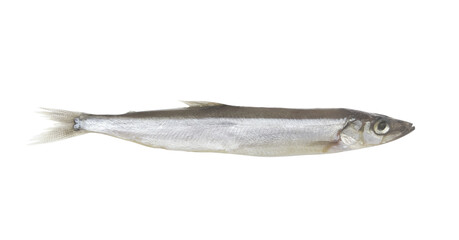 Raw capelin fish isolated on white background	
