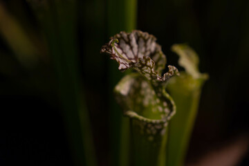 Sarracenia plant on dark background. Carnivorous plant - trumpet pitcher. Insectivorous plant that traps and eats insects. Selective focus, copy space.