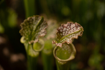 Close up on a Sarracenia plant on blurry bokeh background. Carnivorous plant - trumpet pitcher. Insectivorous plant that traps and eats insects. 