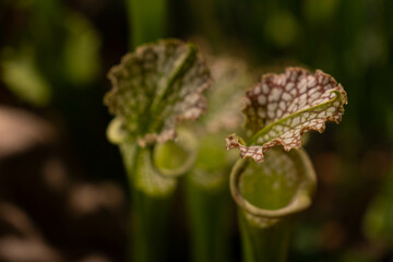 Close up on a Sarracenia plant on blurry bokeh background. Carnivorous plant - trumpet pitcher. Insectivorous plant that traps and eats insects. 