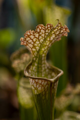 Close up on a Sarracenia plant on blurry bokeh background. Carnivorous plant - trumpet pitcher. Insectivorous plant that traps and eats insects. 