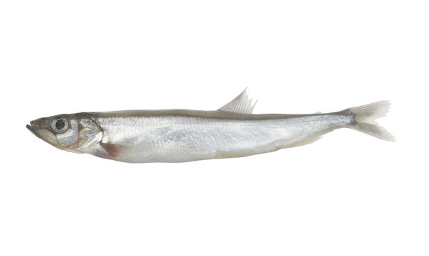 Capelin or caplin fish isolated on white background	