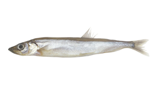 Fresh caplin fish isolated on white background	