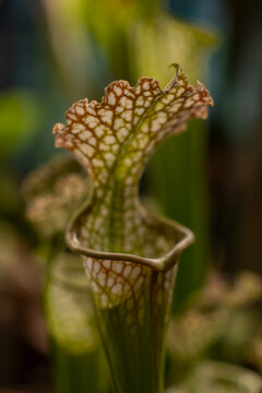 Close up on a Sarracenia plant on blurry bokeh background. Carnivorous plant - trumpet pitcher. Insectivorous plant that traps and eats insects. 