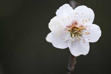 Obraz premium extreme close up one white plum blossom flower and dark background copy space. Macro of plum blossom