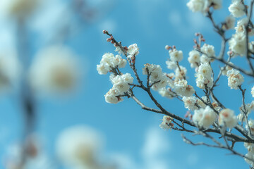 梅の花