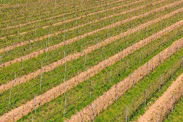 Symmetrical rows and lines of young grapevines on a vineyard in Rhineland-Palatinate, Germany