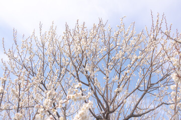 梅と青空