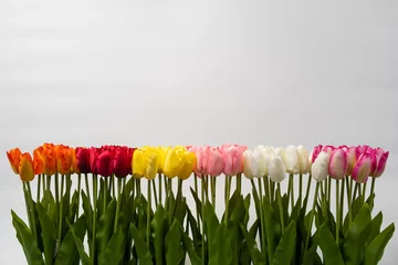 Keuken spatwand met foto Colorful tulips in a field on a white background © ROCOCO2018