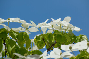 満開のヤマボウシの花と青空

