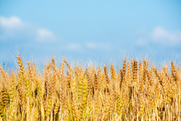 黄金色の麦の穂のクローズアップ
