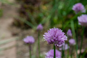 紫色の可愛い花　チャイブ
