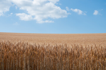 黄金色の麦畑と青空
