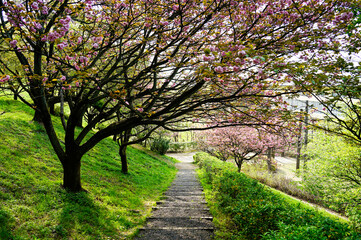 Naklejka premium 芝桜