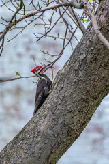 Pileated woodpecker hopping up tree trunk in early spring 