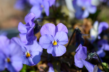 Horned violet