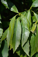 Japanese laurel