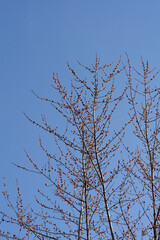 Silver maple