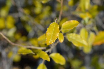 Ebbinges silverberry