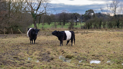 Two Belted Galloway Cattle cows standing in a scottish field at sunset in winter
