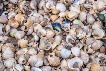 Close up of colourful old shells on a beach of various shapes and sizes