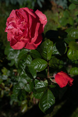 róża czerwona