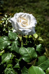 róża Chopina