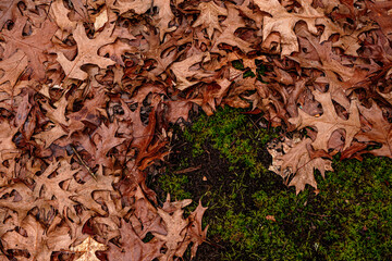 Dry leaves on the ground in forest, top view.