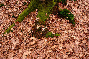 Dry leaves on the ground in forest, top view.