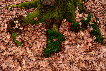Dry leaves on the ground in forest, top view.