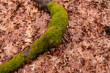 Dry leaves on the ground in forest, top view.