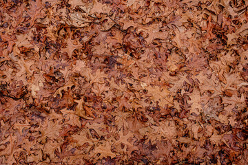 Dry leaves on the ground in forest, top view.