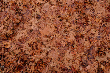 Dry leaves on the ground in forest, top view.