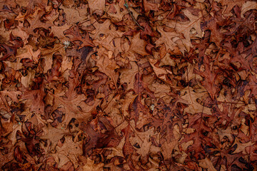 Dry leaves on the ground in forest, top view.