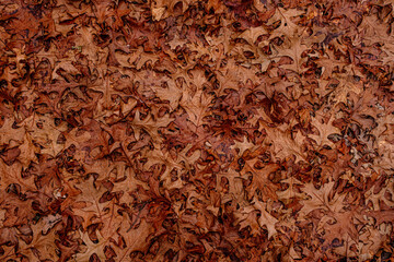 Dry leaves on the ground in forest, top view.