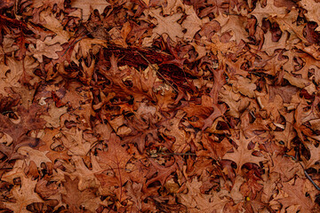 Dry leaves on the ground in forest, top view.