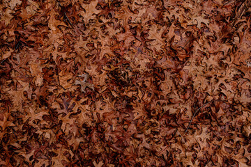 Dry leaves on the ground in forest, top view.