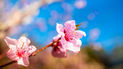 Two pink peach flower heads on the blurred blue sky background. Diagonally growing peach twig with fully blooming flowers.
