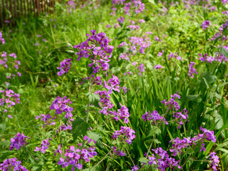 紫色の小さな花を咲かせるオオアラセイトウ