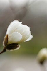 Fototapeta na wymiar Magnolia flower on a branch. Blooming magnolia on a blurred background. Close-up
