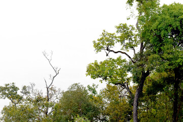Green tree in nature on white background